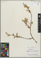 Foto von Salix lemmonii Bebb